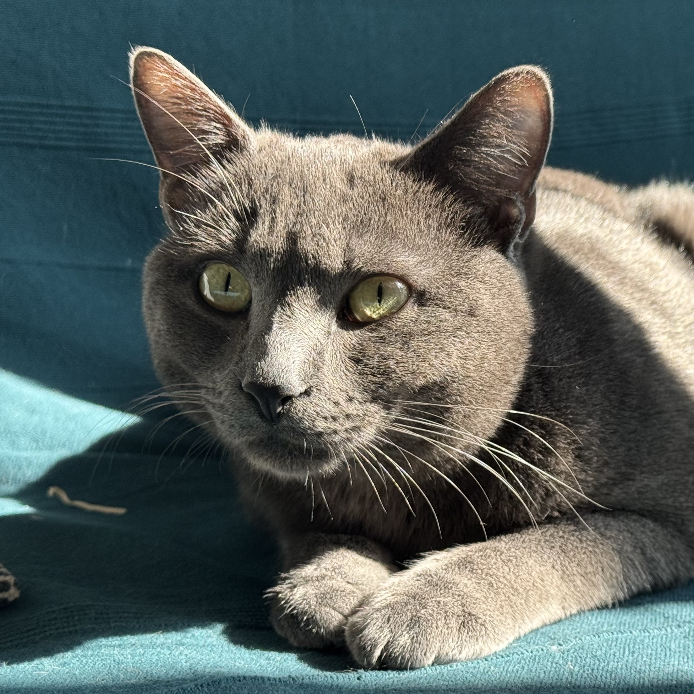 Merlino