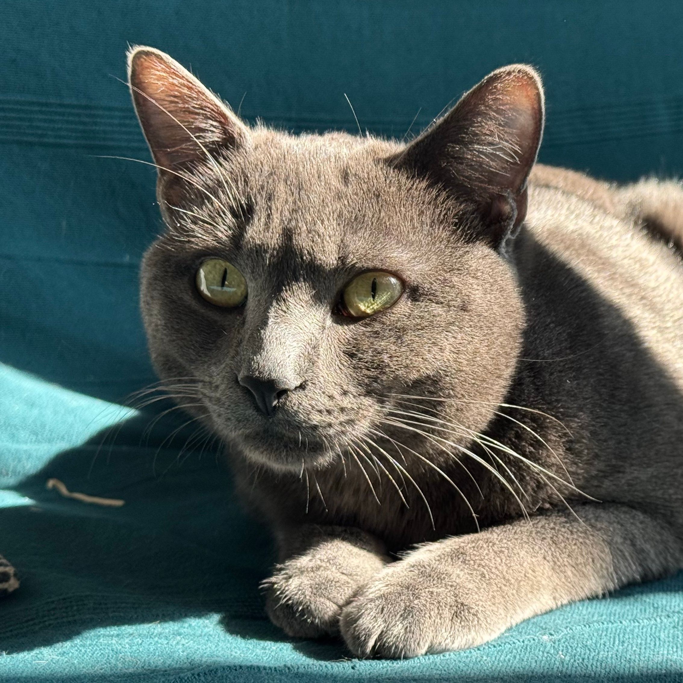 Merlino
