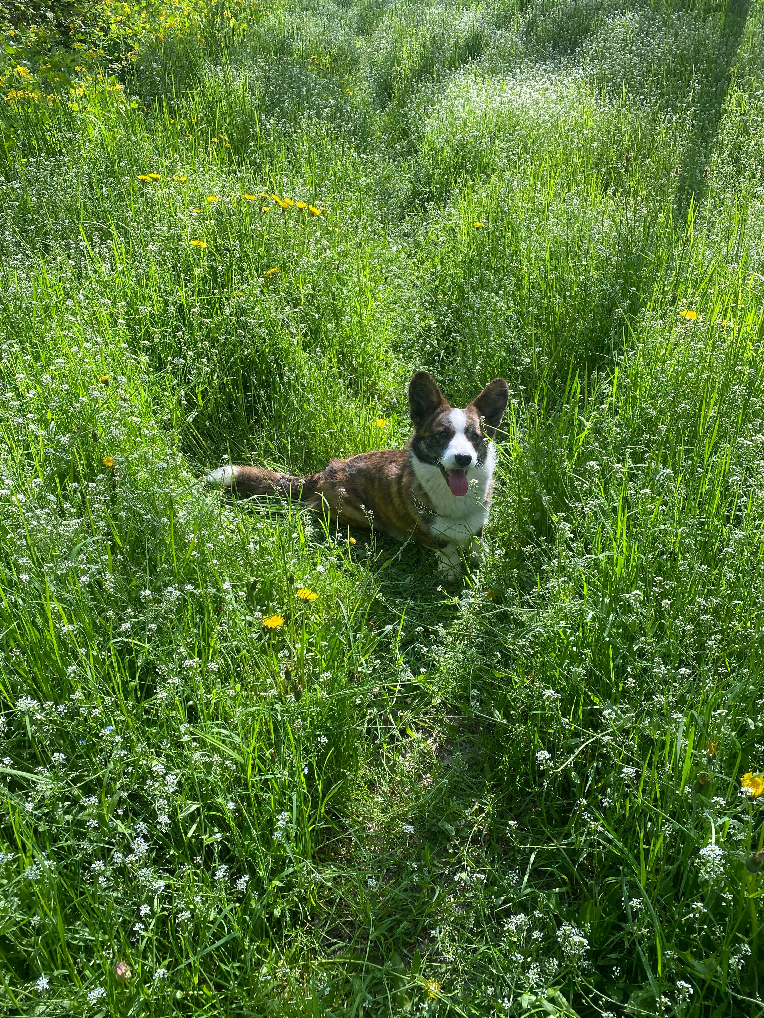 image-7
