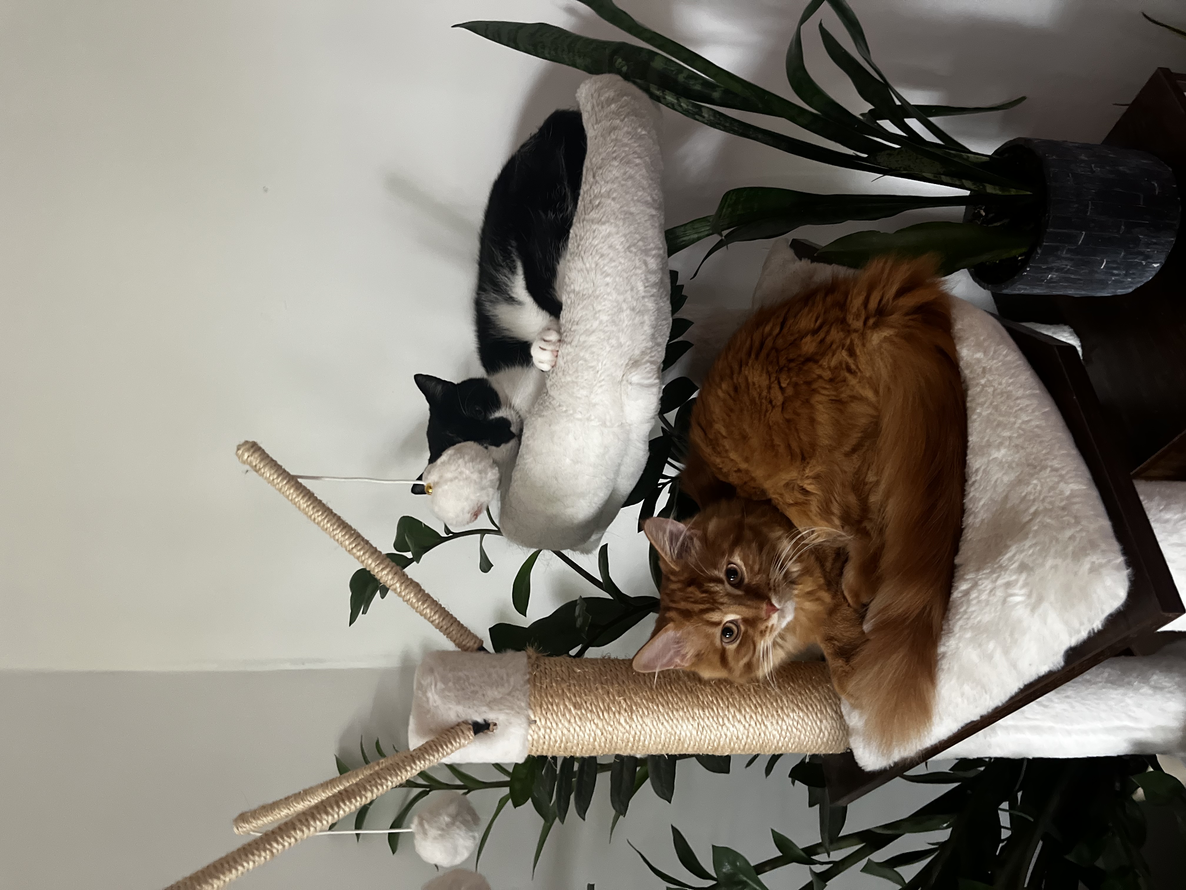 image-13