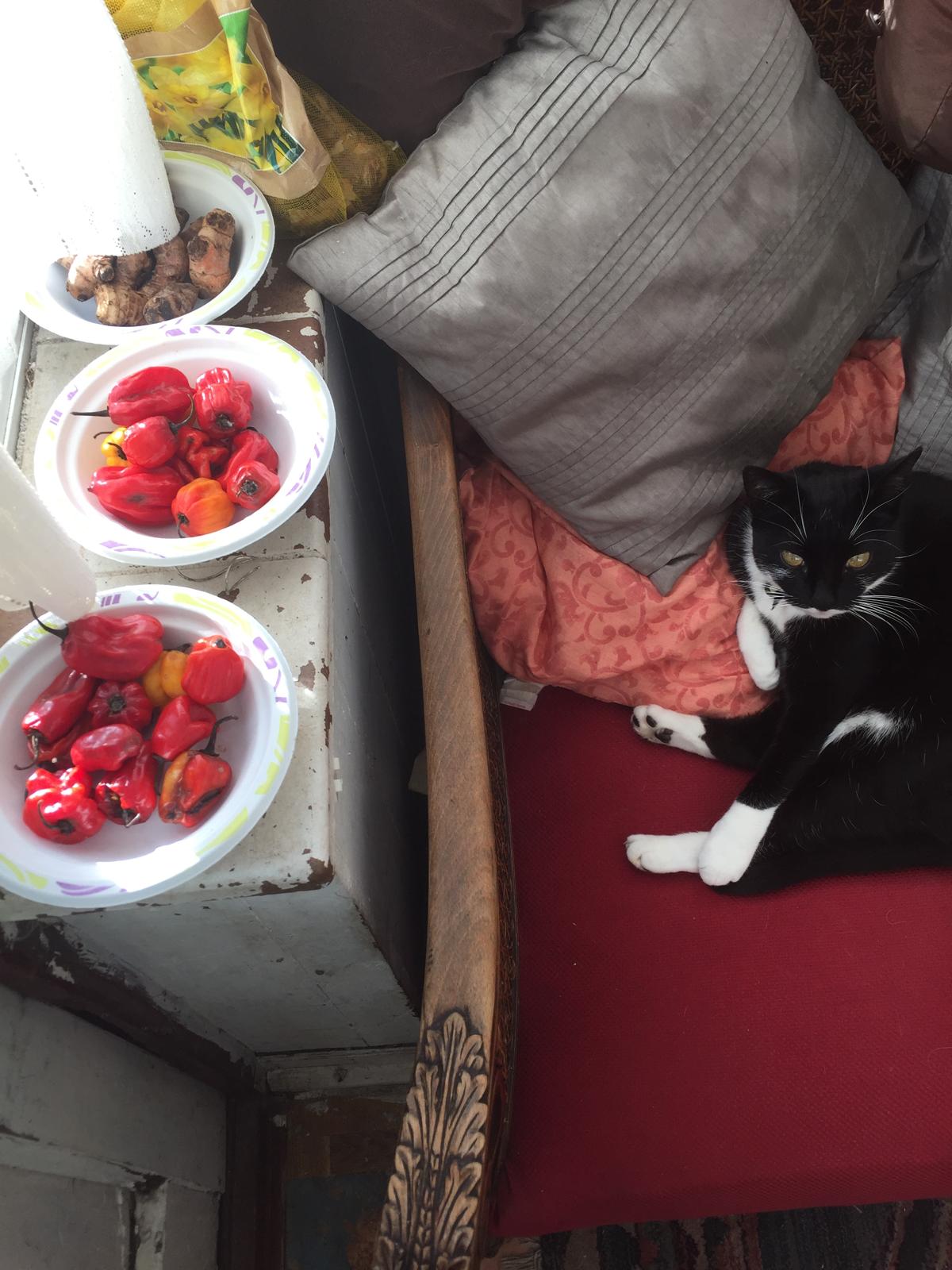 image-16