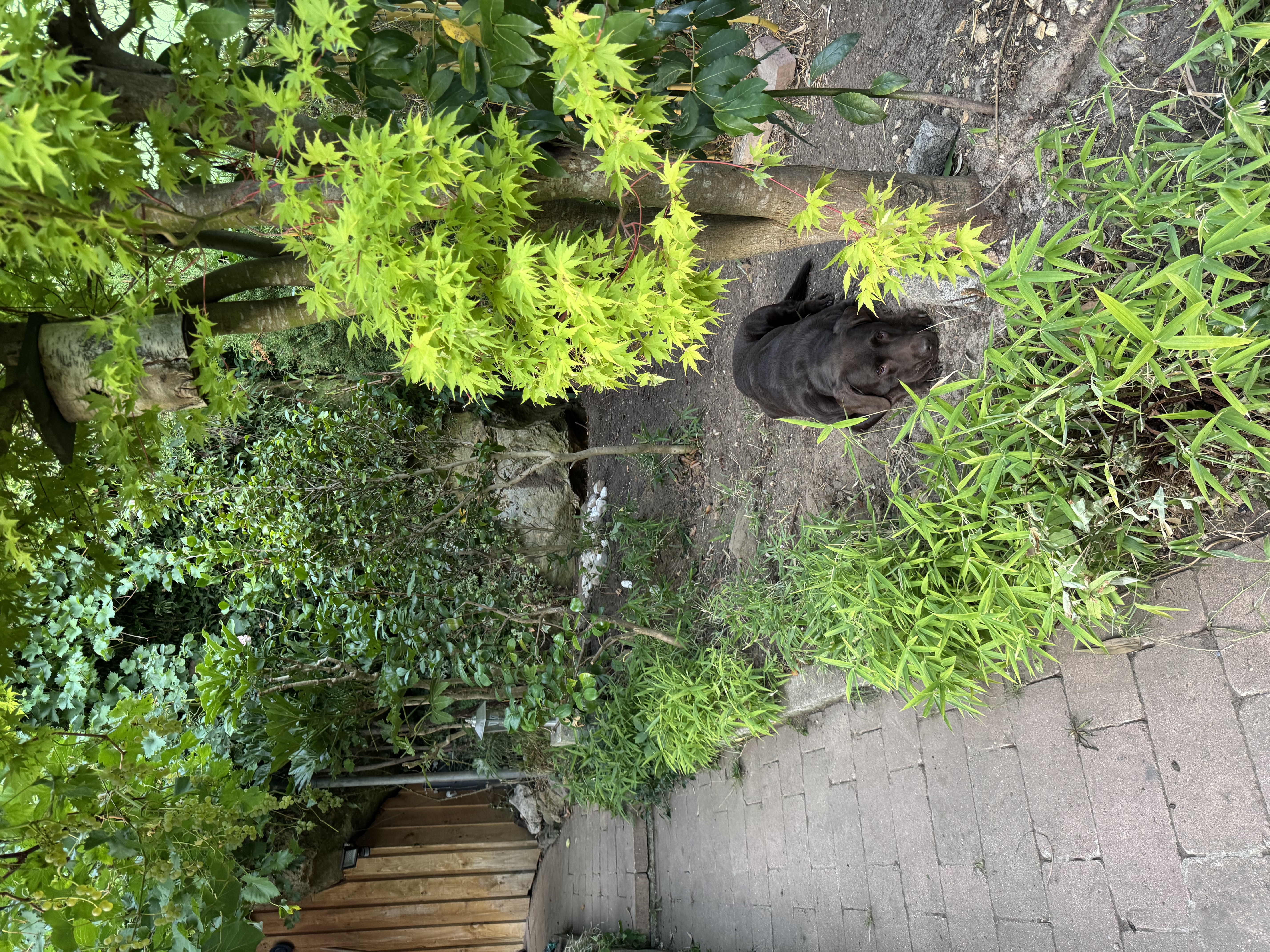 image-11
