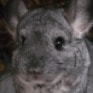 Gigia Chinchilla