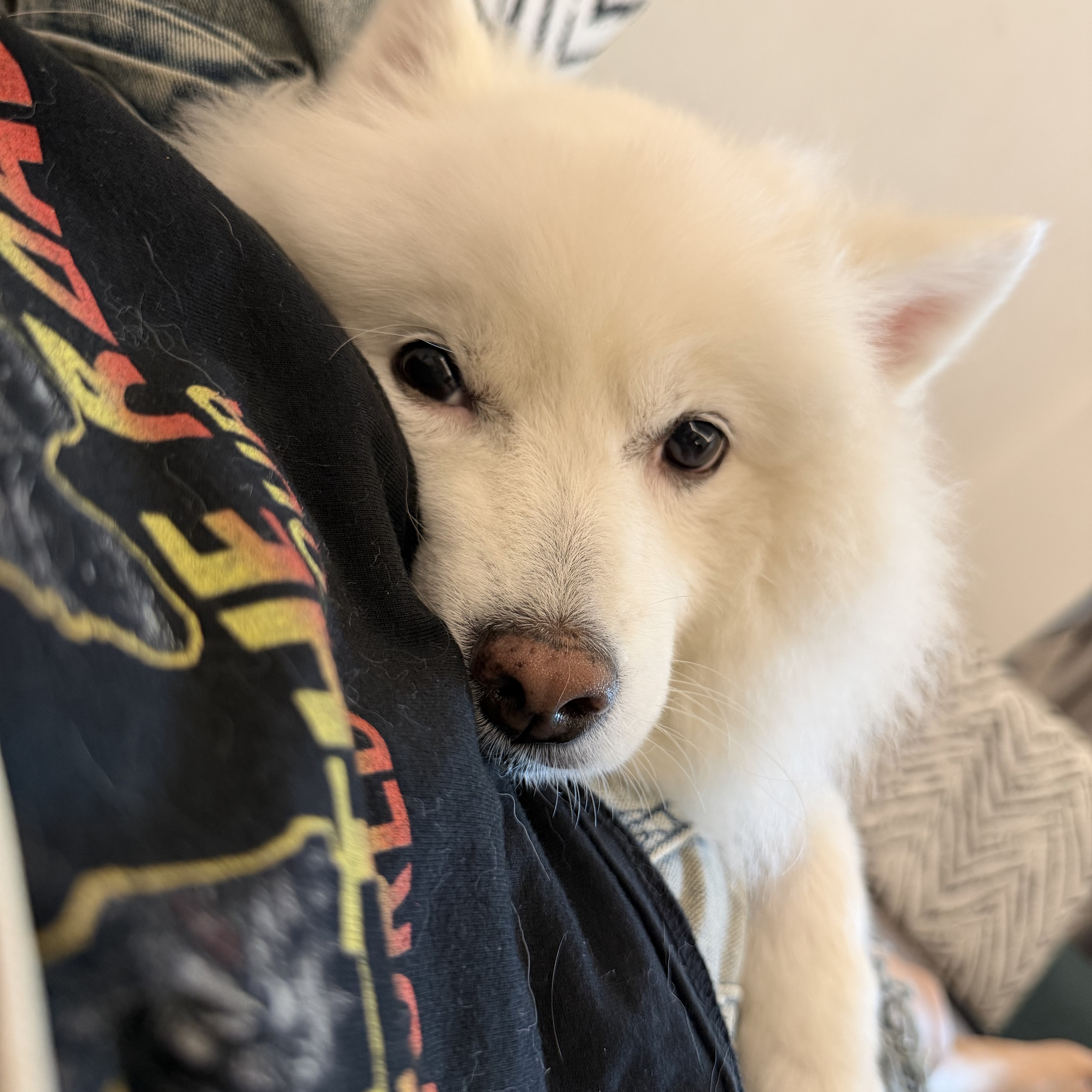 Pipi