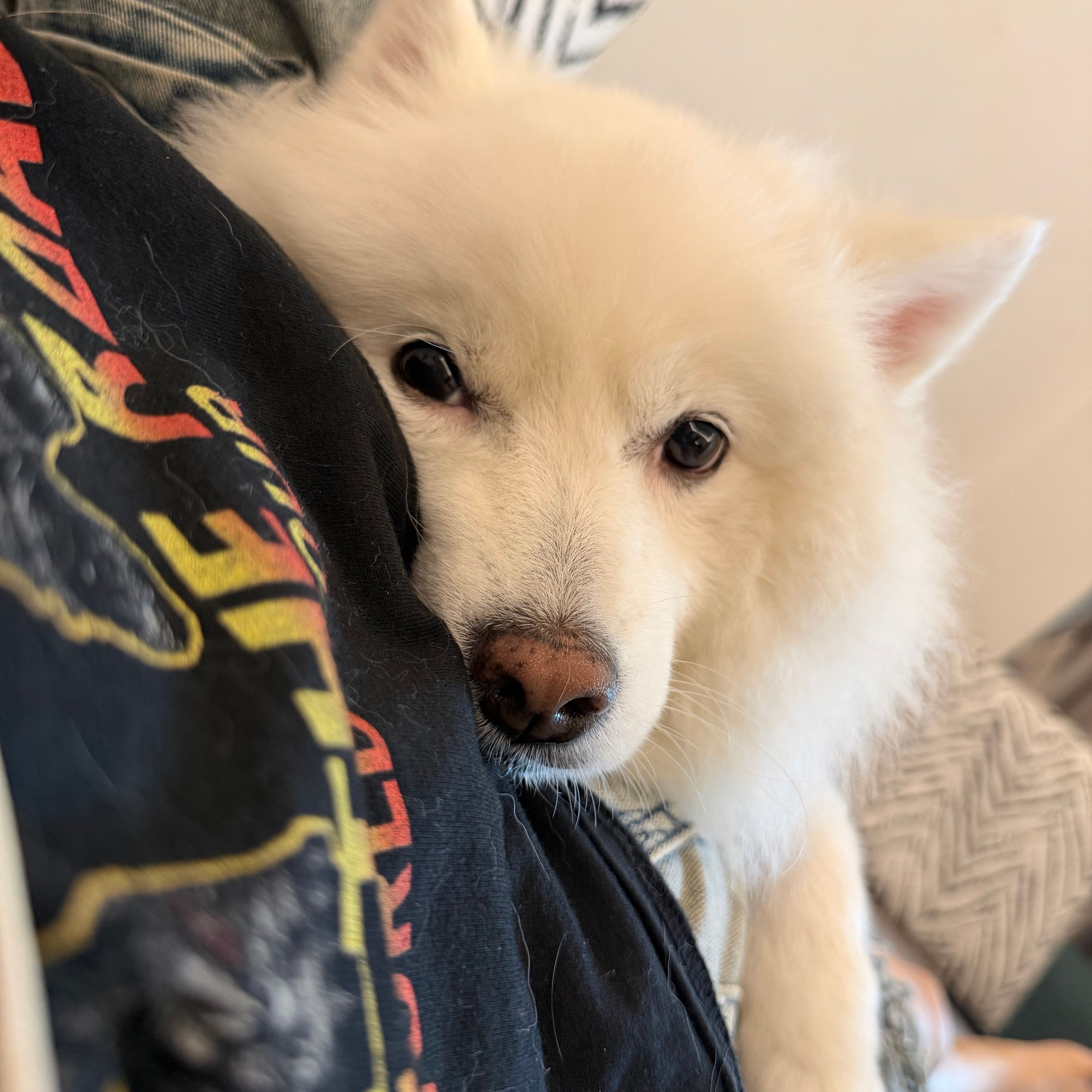 Pipi