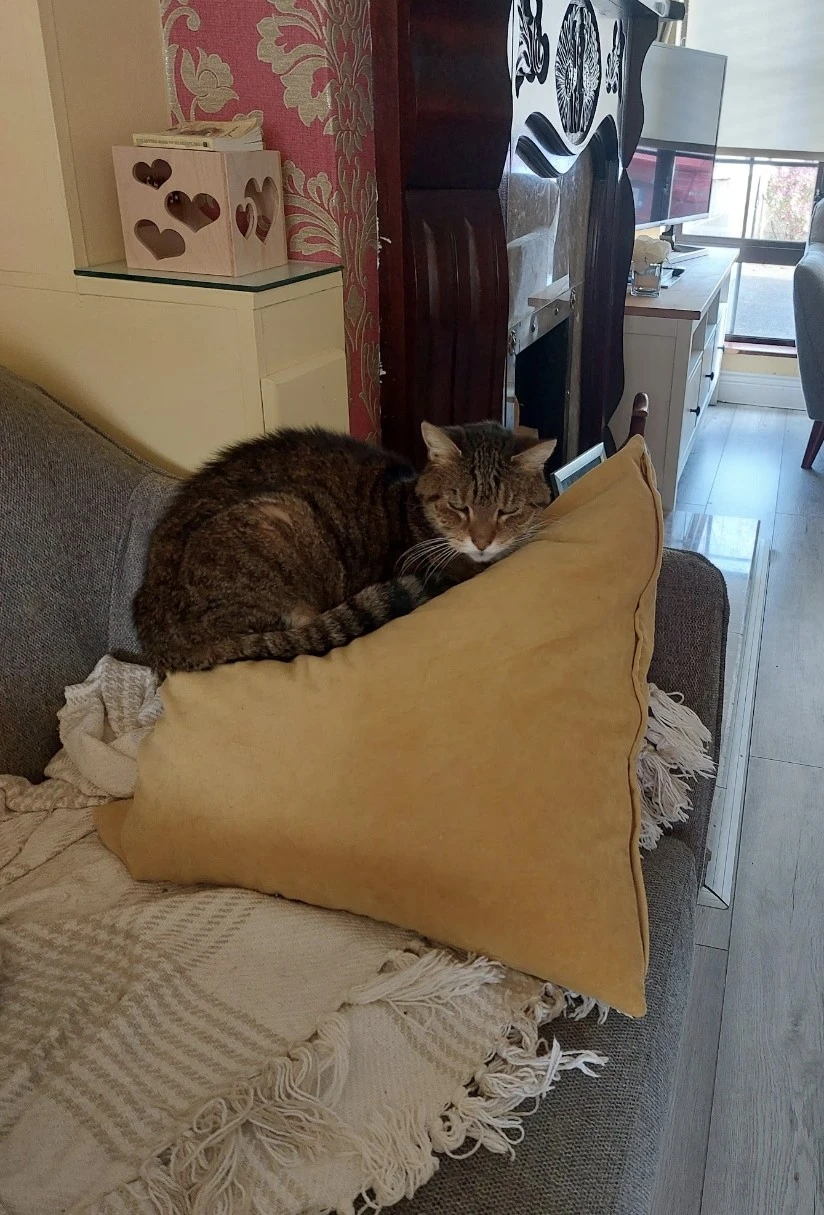 image-8