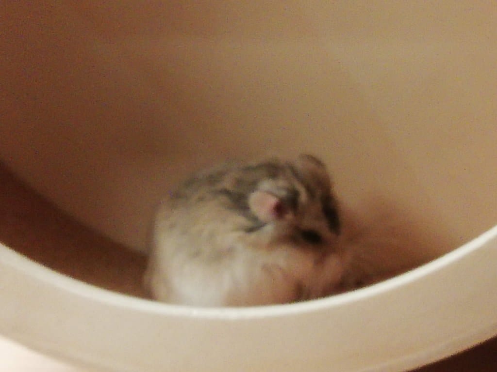 image-7