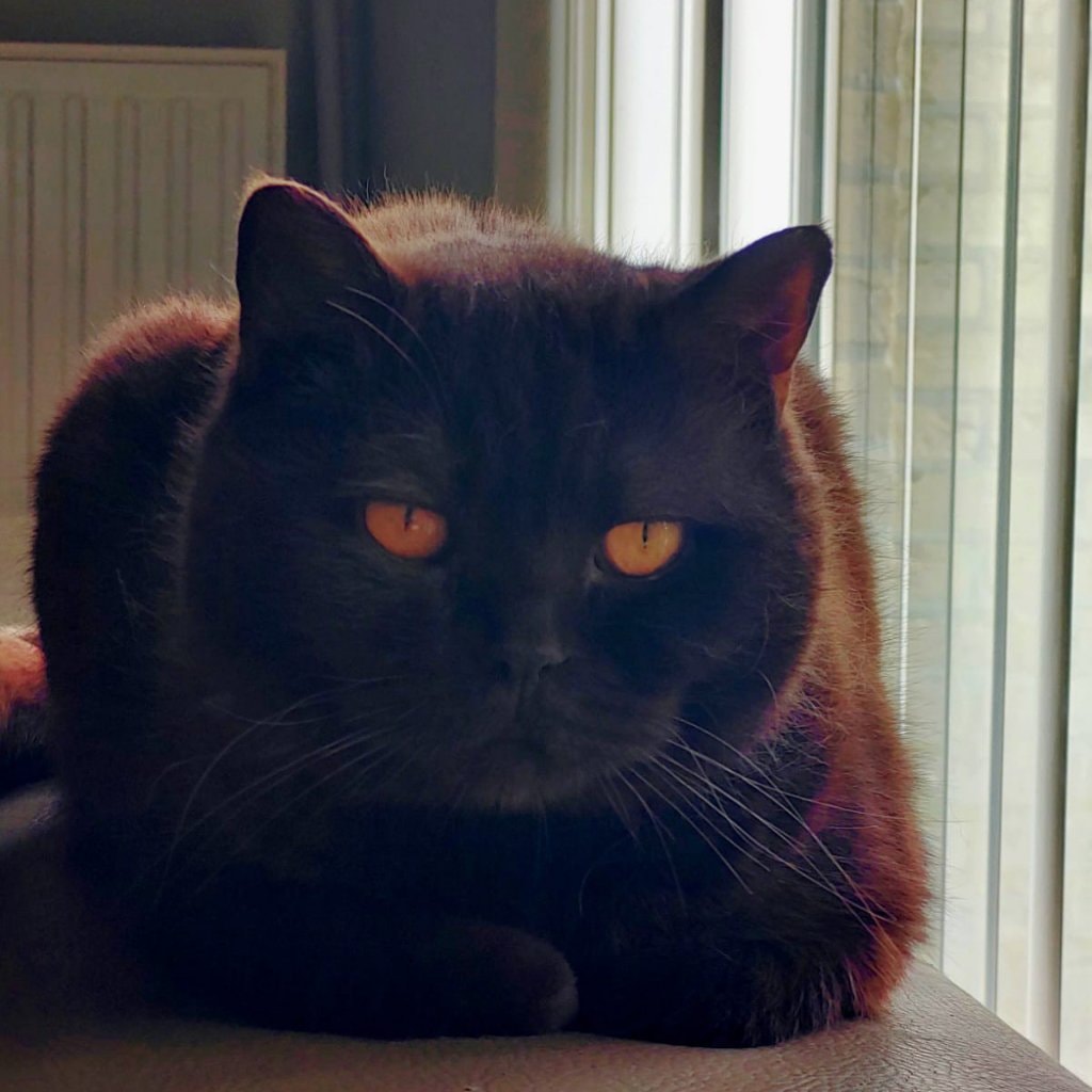 Mochi