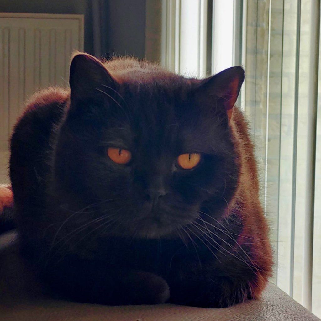 Mochi