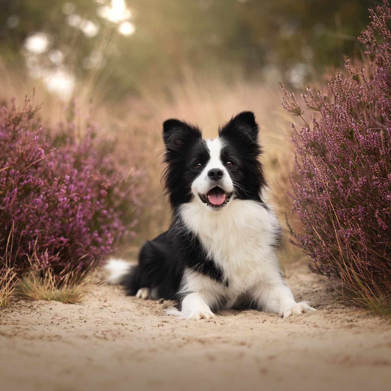 Arwen