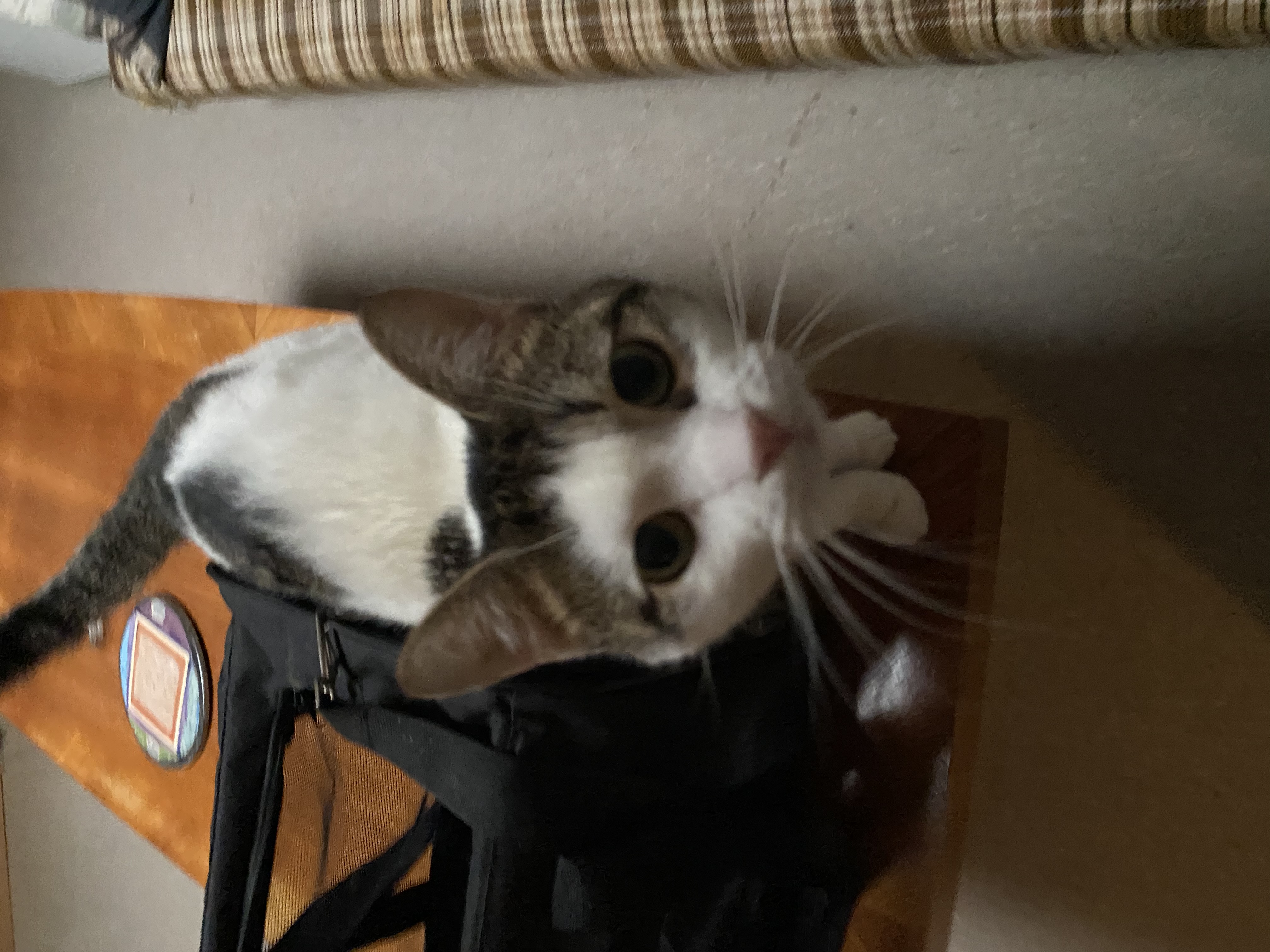 image-7