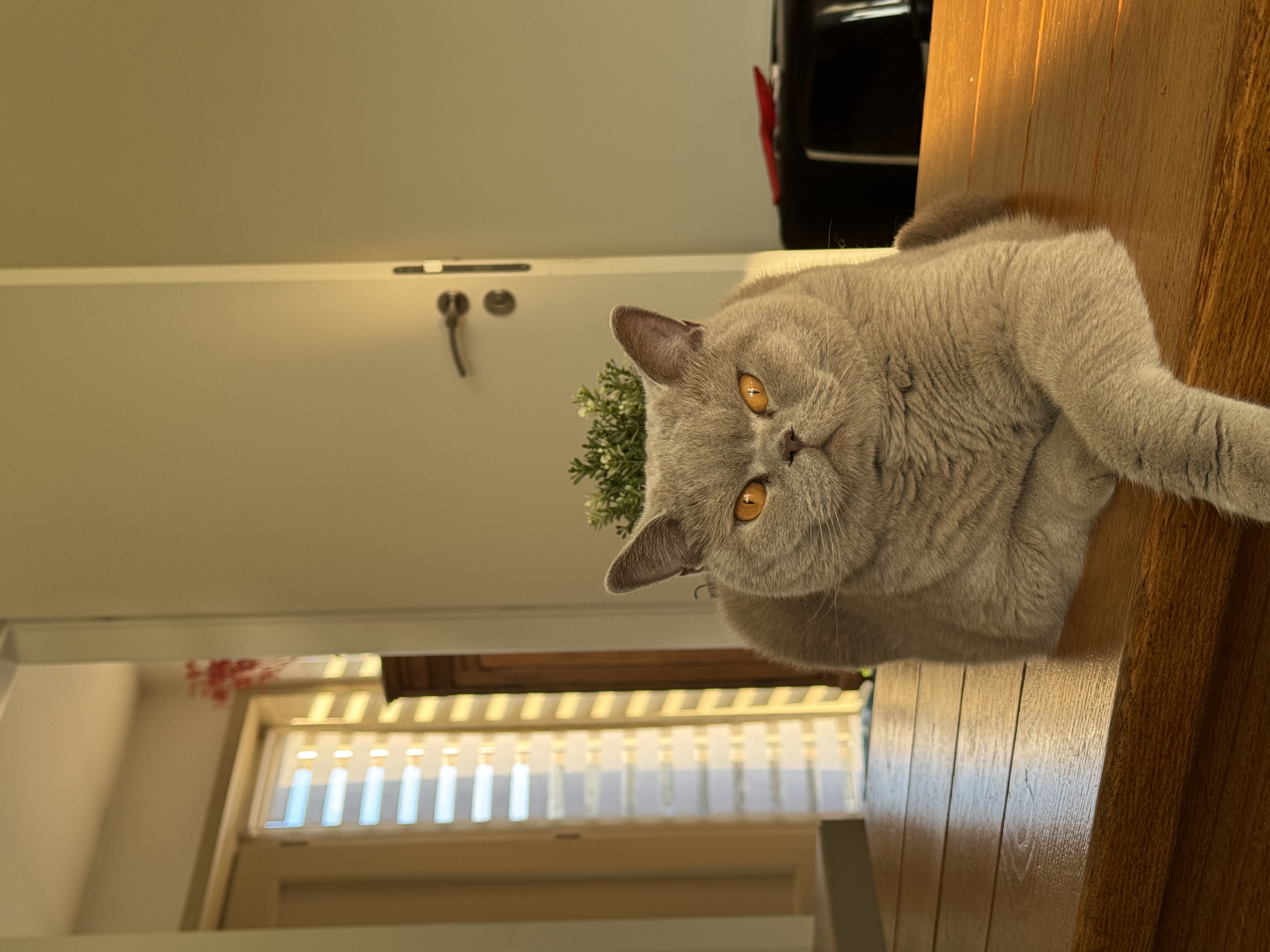image-10