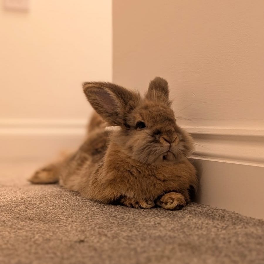 Apollo