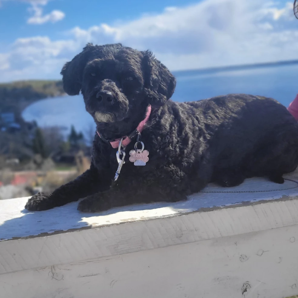 Roxy