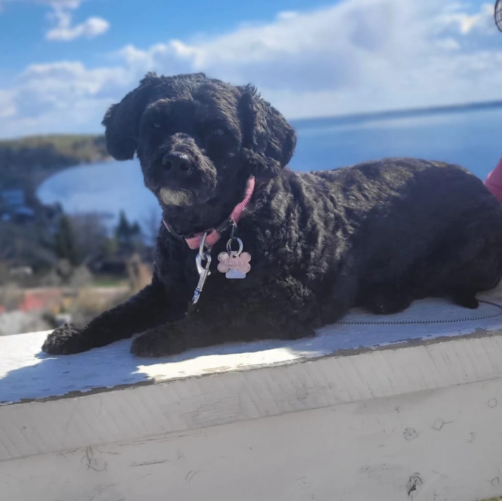 Roxy