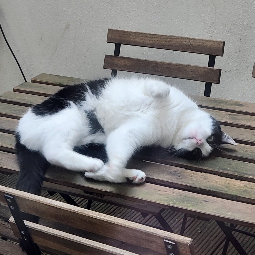 Stella