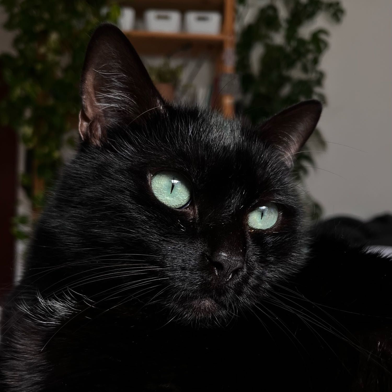 Ernest