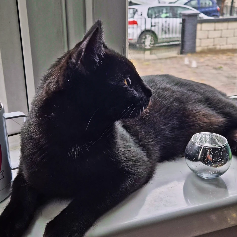 Salem