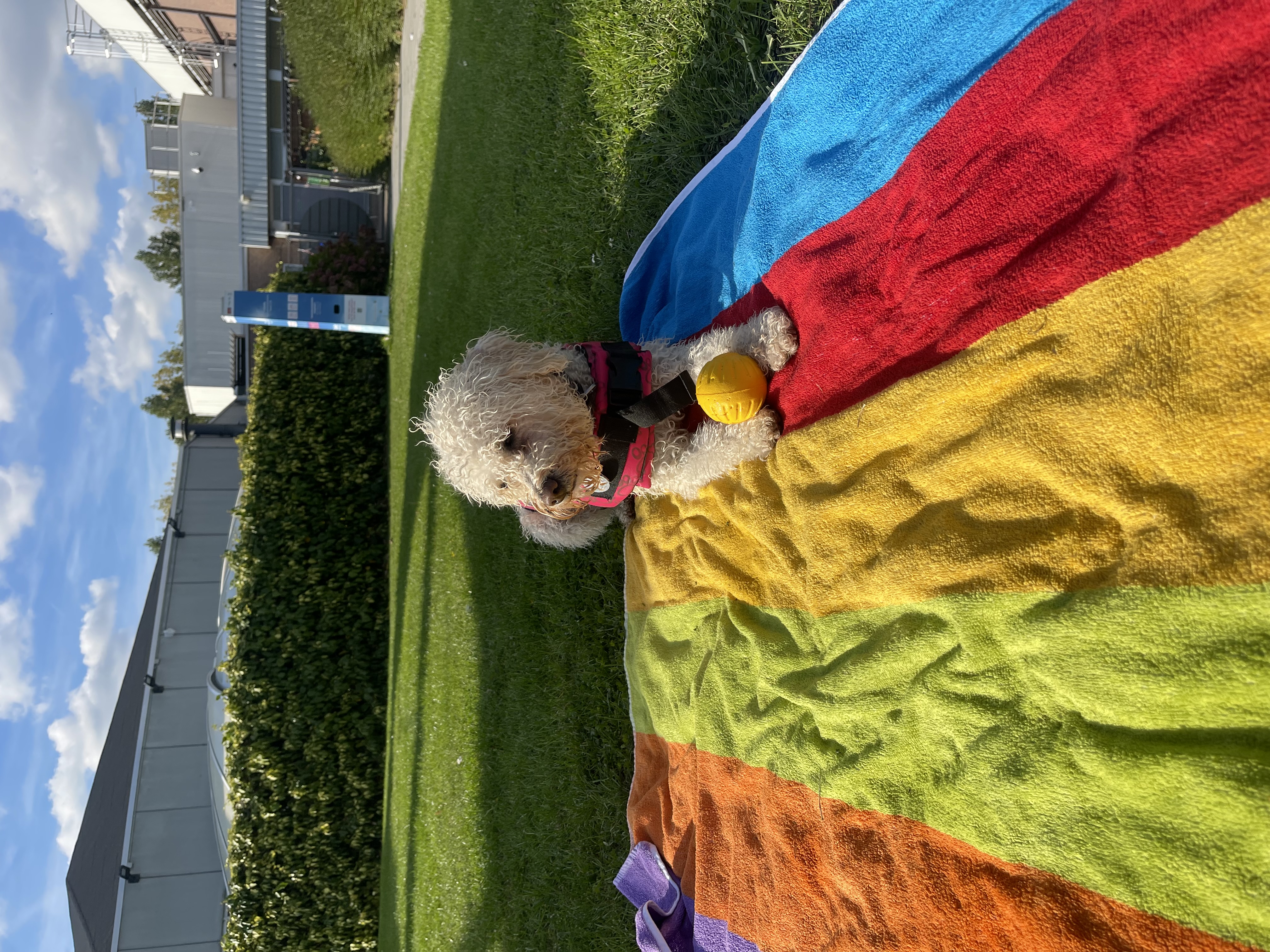 image-7