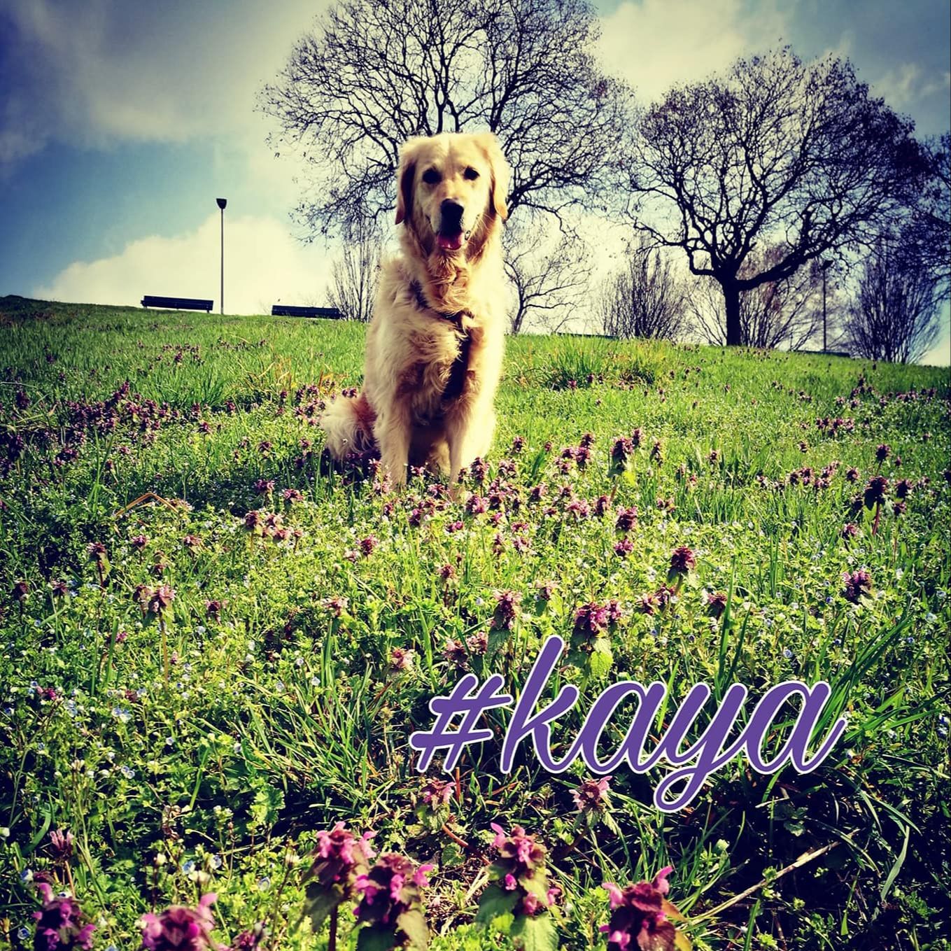 Kaya