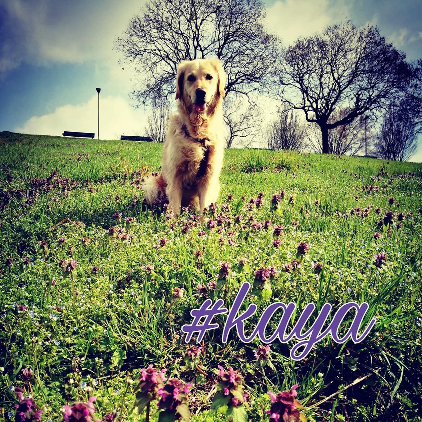 Kaya