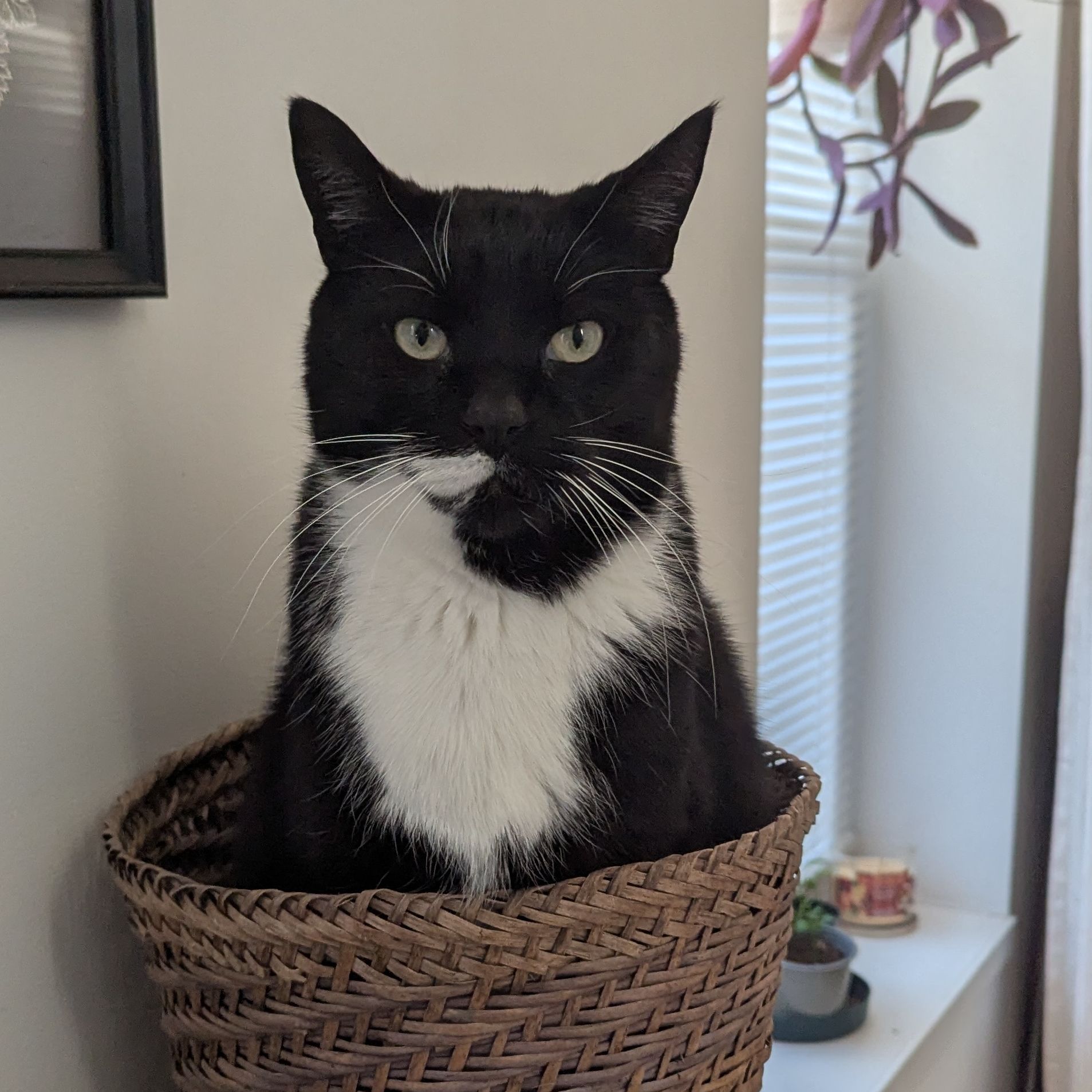 Tofu (Toftof)