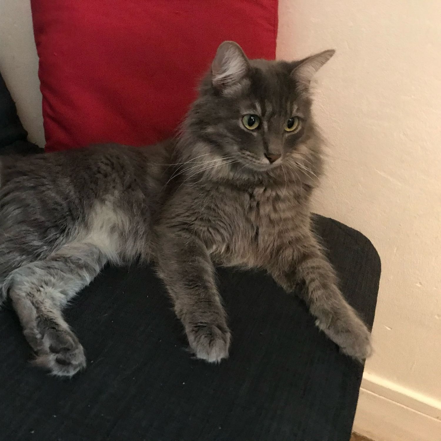 Pablo 
