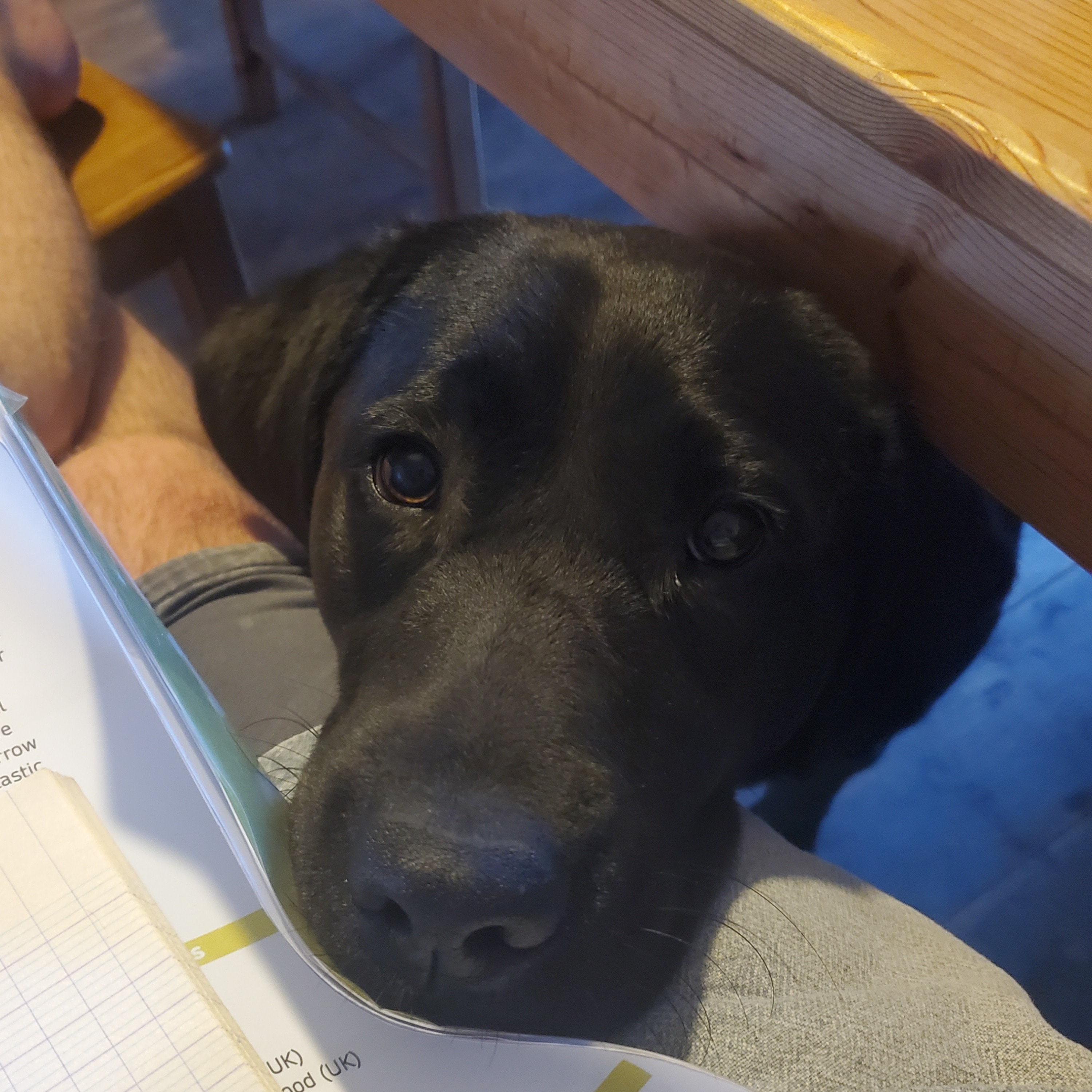 Leila