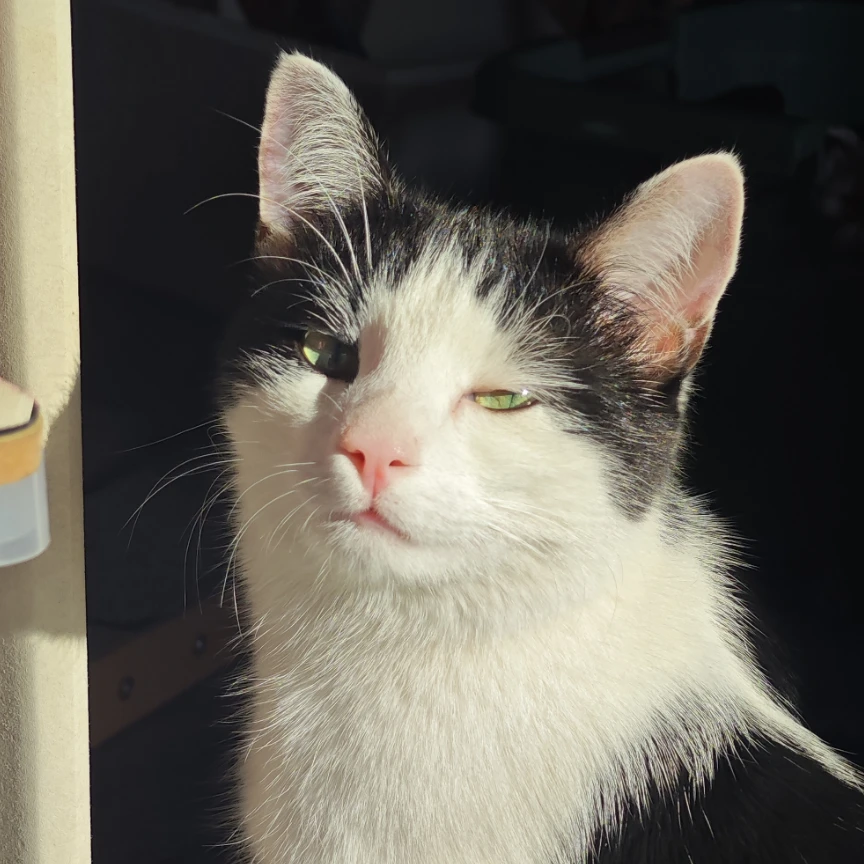 Suki