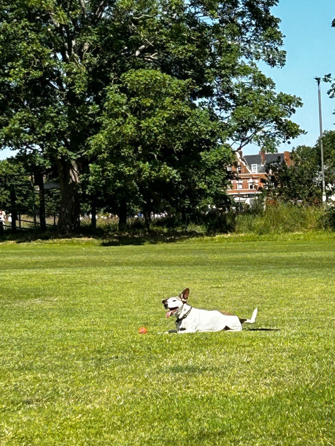 image-4