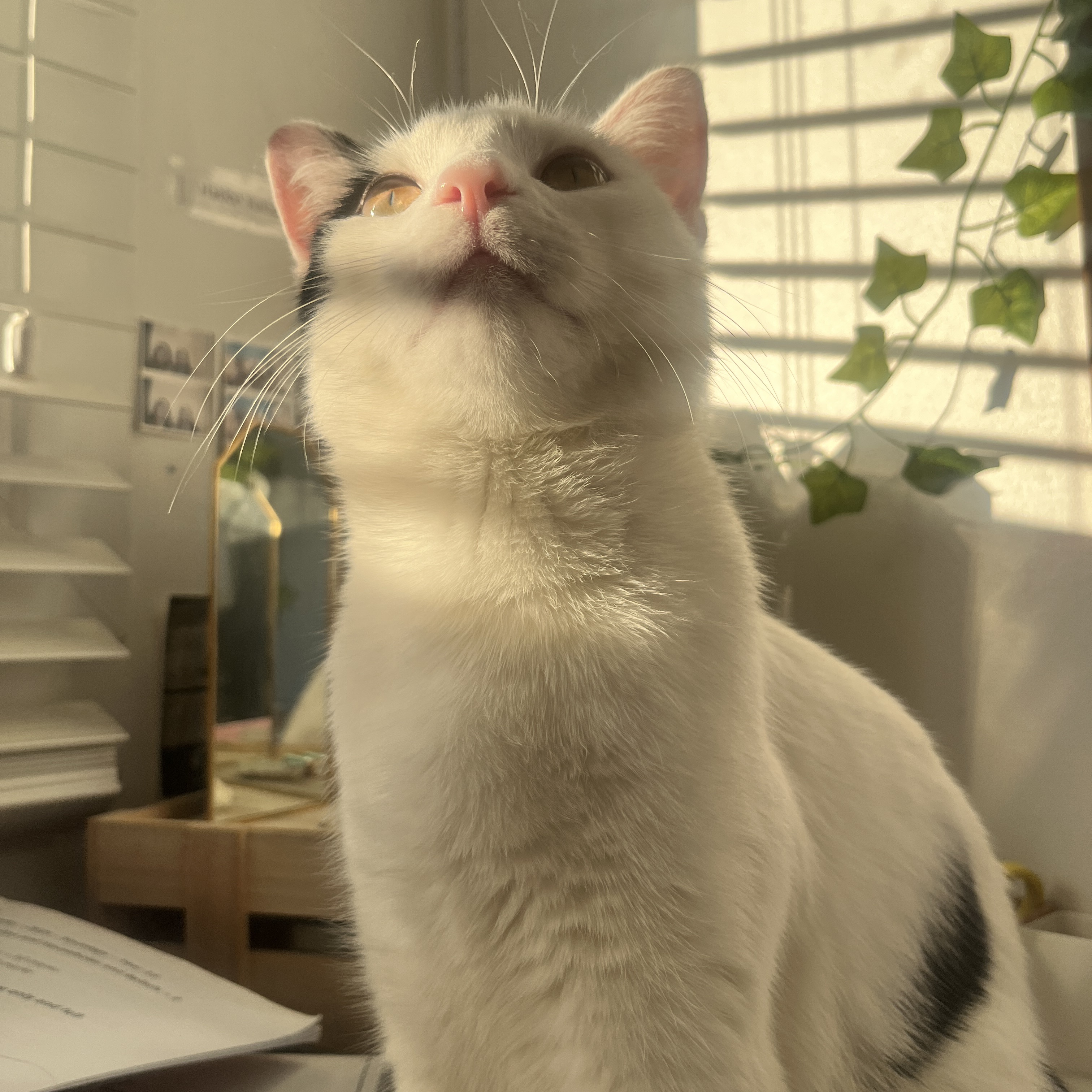Lila