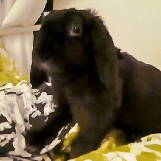 Josefina