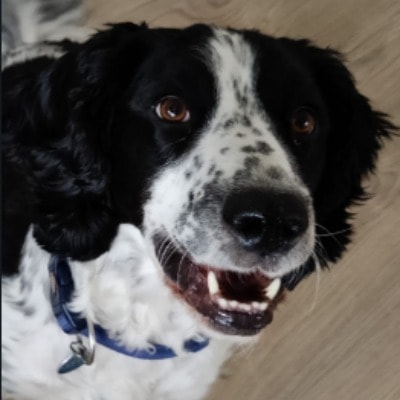 Bertie