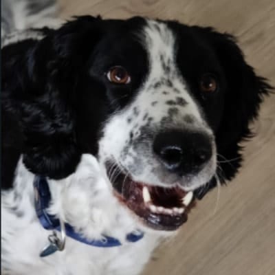 Bertie