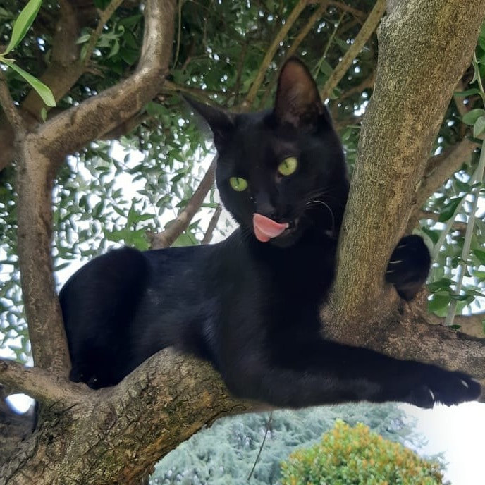 Loki