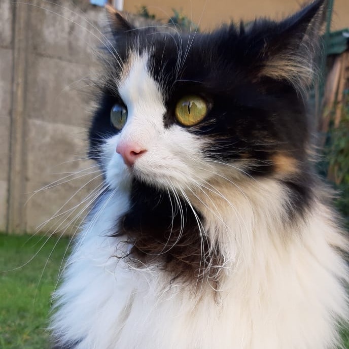 Lili