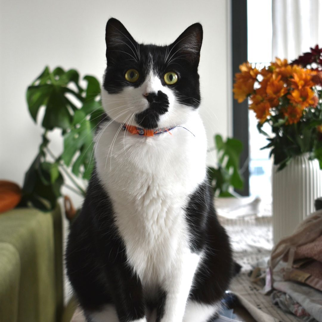 Milo