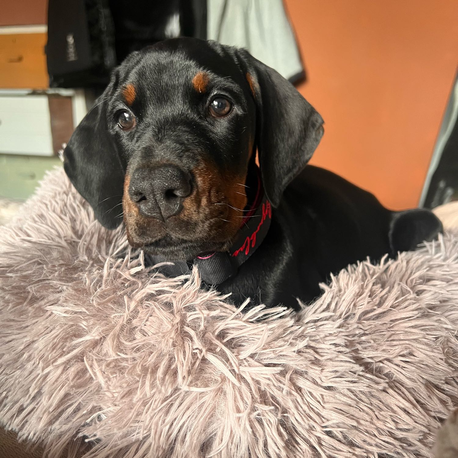 Morgan