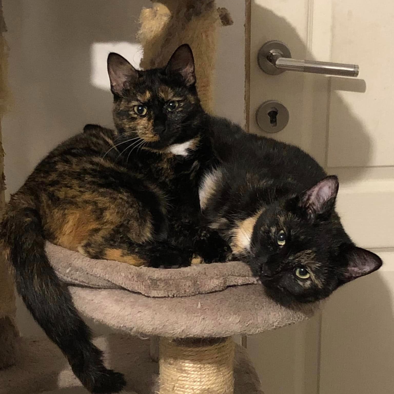 Lucy Links - Luna Rechts