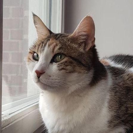 Zebel