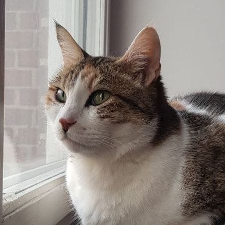 Zebel