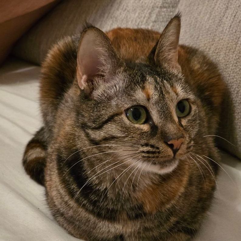 Kitty