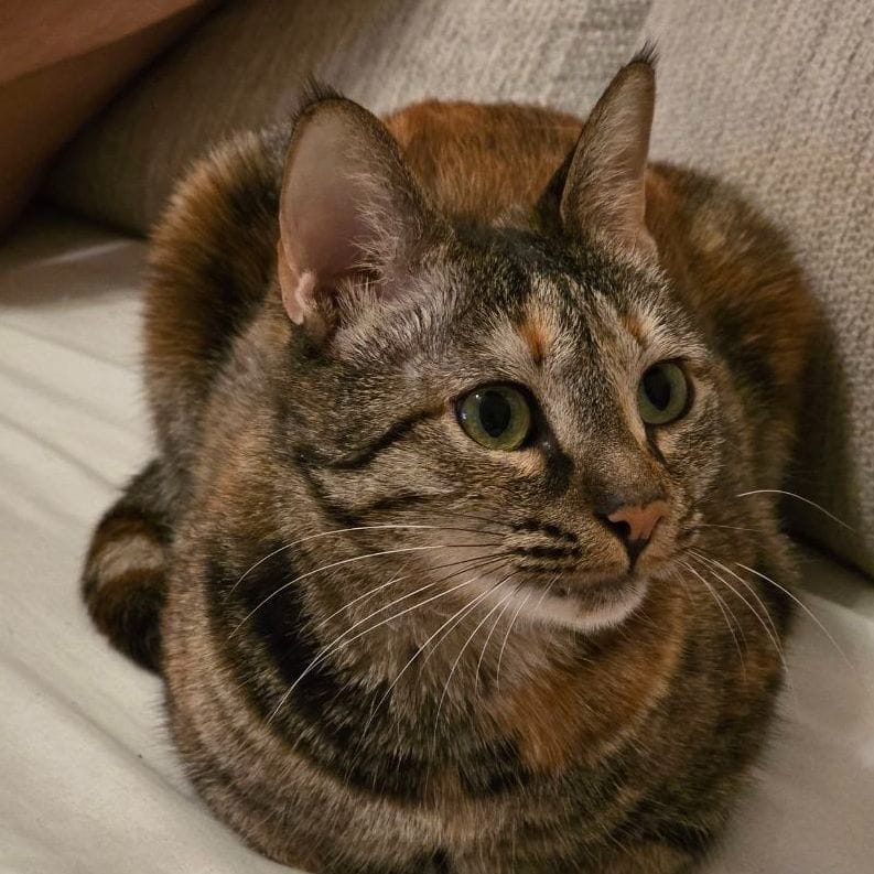 Kitty