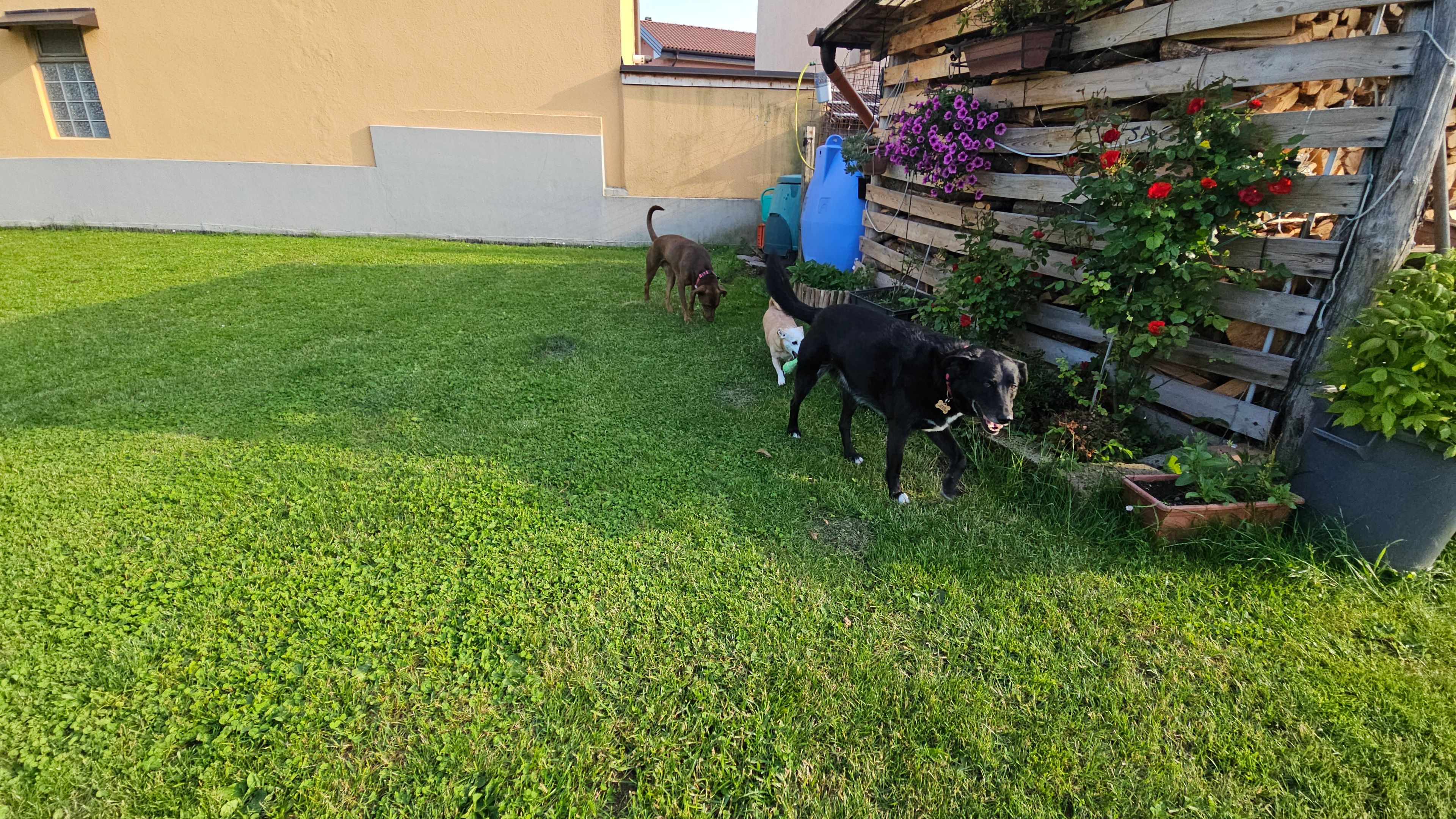 image-19