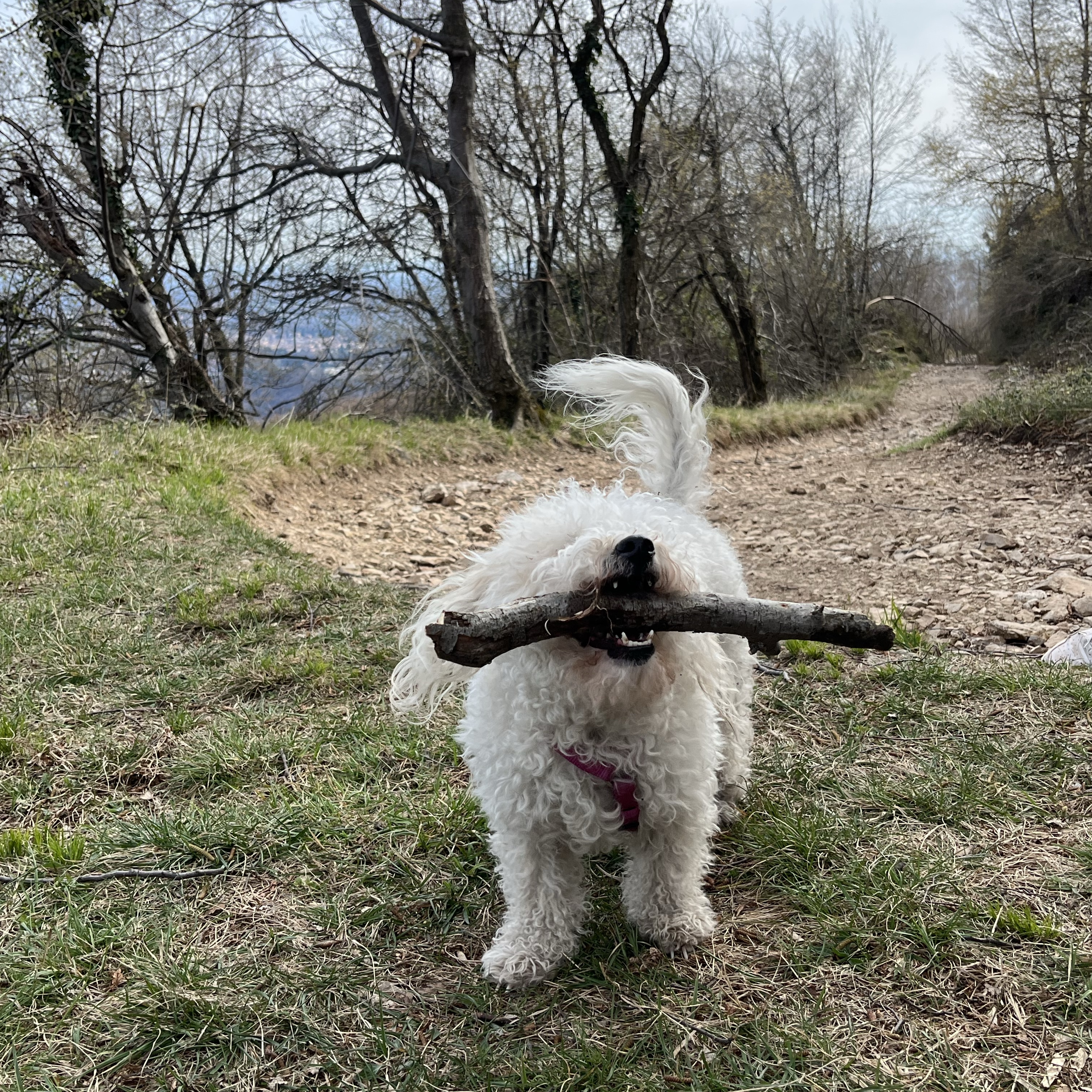 Coco