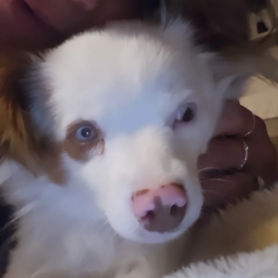 Laika ma petite pupuce