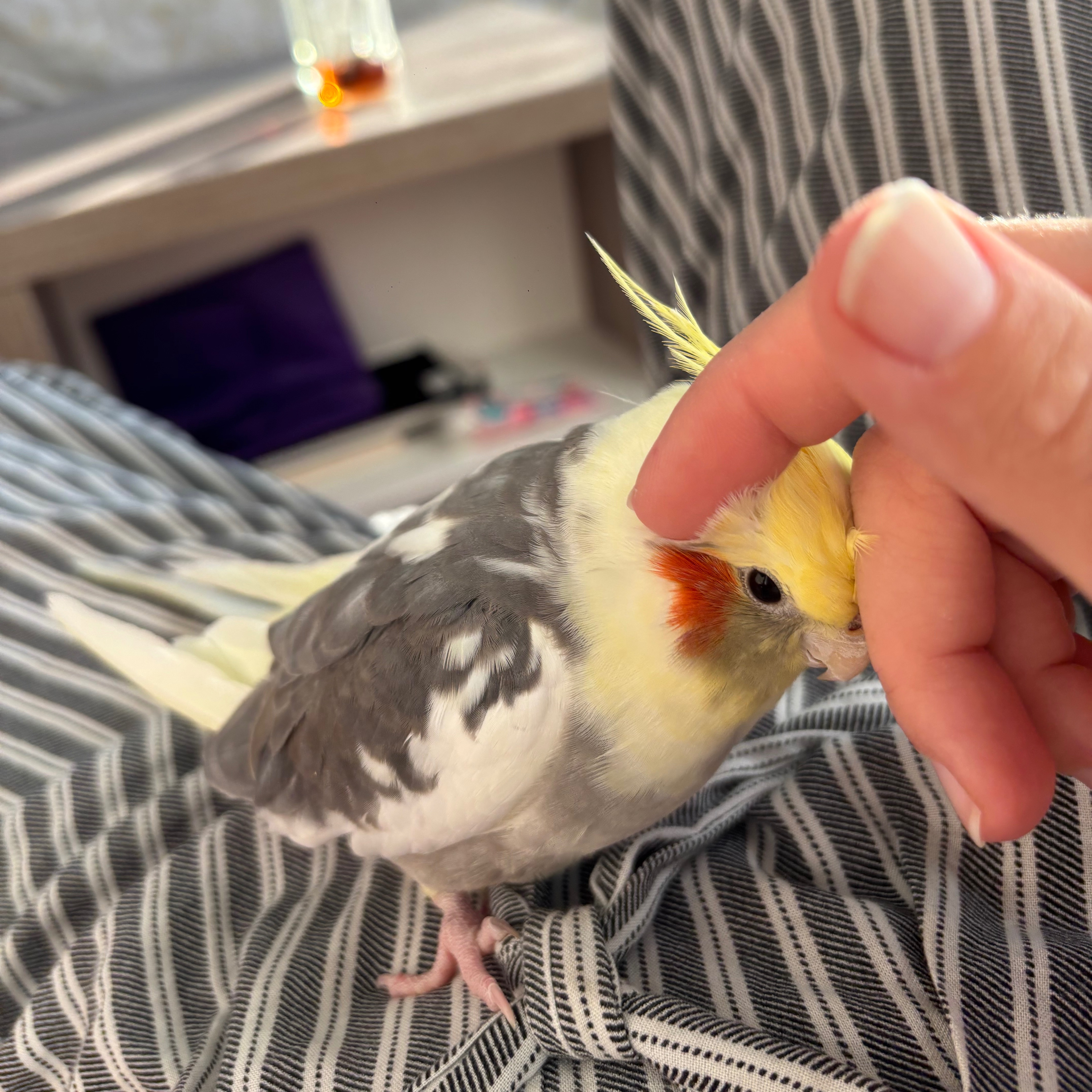 Kokos