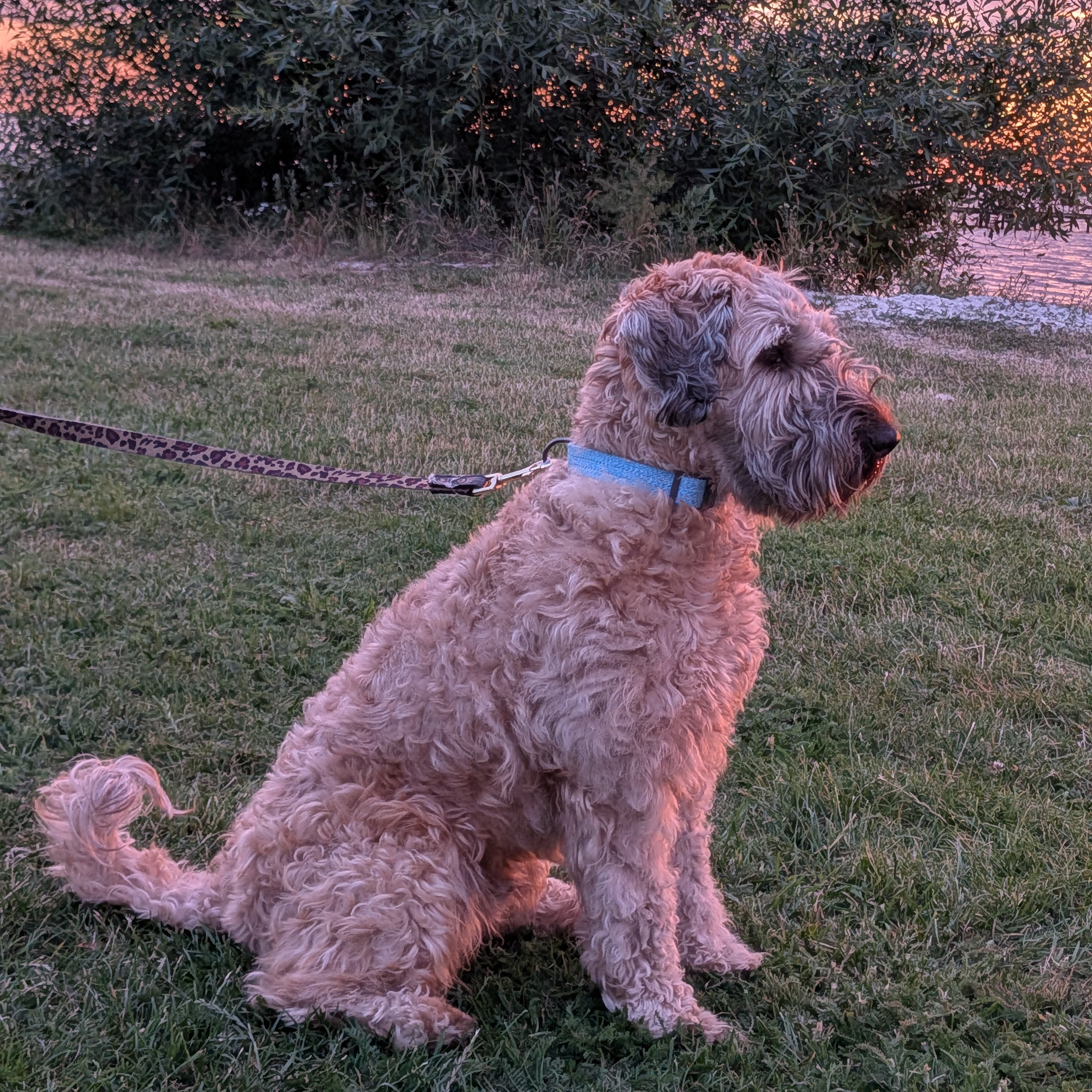 Lena
