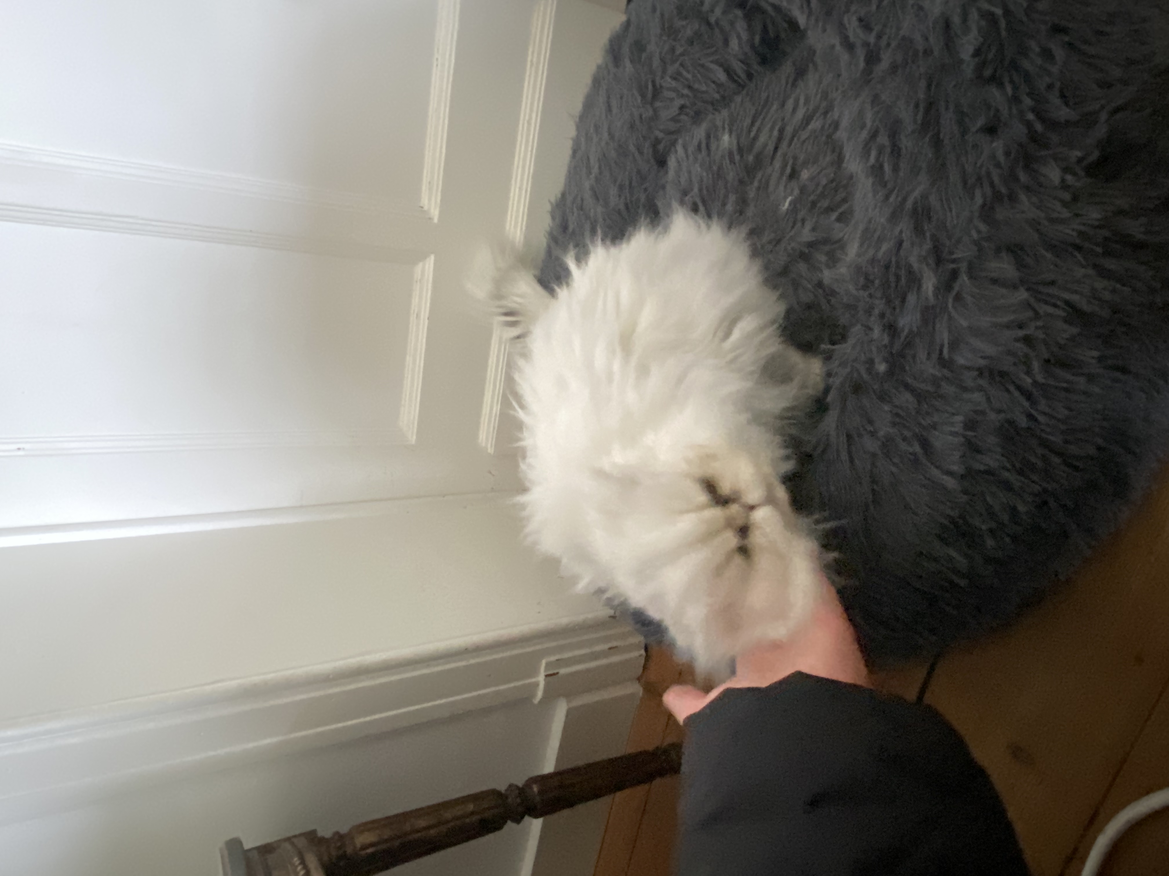 image-7