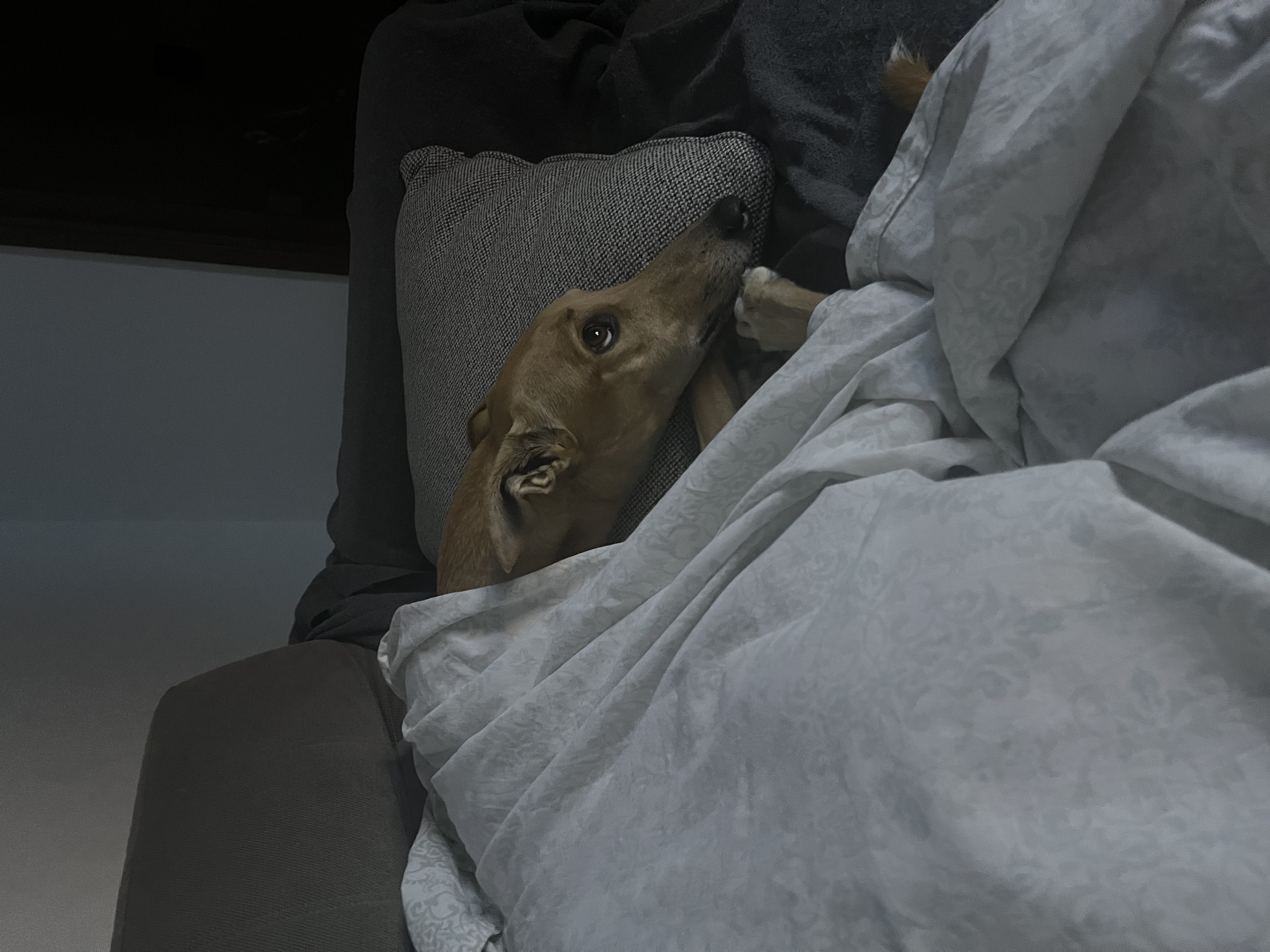 image-7